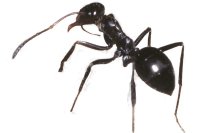 Ameisenhaltung.de - Ameisen als Haustiere