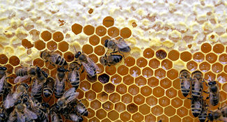 Die Honigmacher
